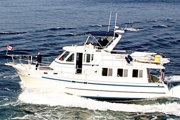 Silver Dolphin photo